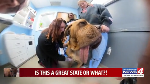 tcblume's tweet photo. Newcastle dog is a record holder! The tip of his tongue to his mouth is 7.83 inches long
“He broke the record, beating a dog that had a tongue that was 5.6 inches long. So it’s a huge difference.” @kfor
https://t.co/jXaA3LFxx5 https://t.co/eJeDbHM7xF