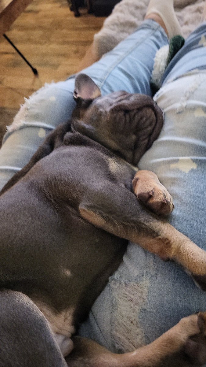 Jullie favoriete pup is ziekjes vandaag😢 komt goed hoor. Maar zn prikjes en pilletjes vallen niet lekker. En anders morgen even DA. Wij knuffelen gewoon even heel veel 🩵💜