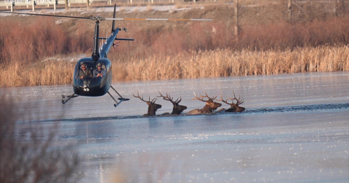 #SoundOfService KRTV (US) Pilot helps rescue elk from icy Montana pond - A Central Copters helicopter pilot assisted with guiding four bull elk trapped in a frozen pond to shore Nov. 30 in Gallatin County. 
.
.
.
👉 Link to the news: 
krtv.com/news/montana-a…