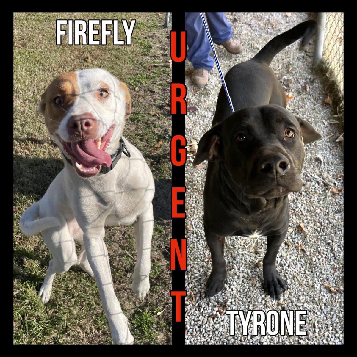LacDonna's tweet image. URGENT NEED OUT BY TOMORROW 
Rocky Mount Animal Shelter is undergoing renovations, all dogs are being temporarily housed at the old county shelter &amp;amp; space is extremely limited.
🐾 Firefly and Tyrone MUST leave by TOMORROW! desperately looking for a rescue or foster for them!!