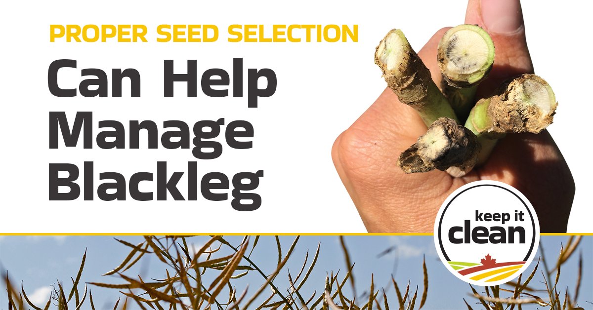 Where you plant canola is just as important as the varieties you plant. Maintain a break between canola crops to allow blackleg infected residue to decompose — a minimum break of 2 years is recommended.

Learn more 👉 bit.ly/3GIcJFJ

#SustainableCdnAg #Canola #WestCdnAg