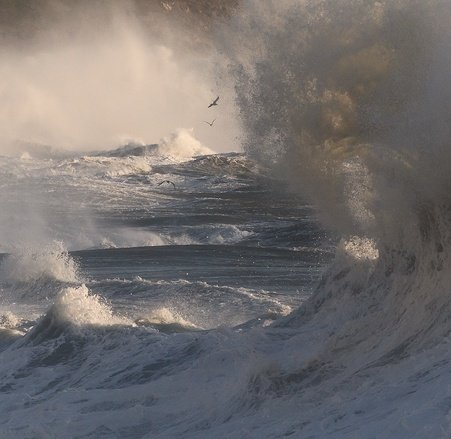 Seabirds fly through a winter storm.
