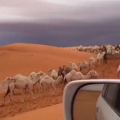 غديت في حبك مثل راعي الذود 
 يعيش في شطه  ولا هو بداري
 
ينسى التعب والبهذله لوتجي زود
لاجا مجال وجا لذكره طواري 

تفتح مغاليقن به الباب مسدود
مثل المواكب يوم تضرب بواري 

ولاتنفع الشكوى على حمود وسعود
والا على دكتور مشفئ الطواري 

#هداج