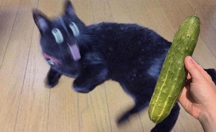 Cuando te llega fotopolla inesperada al DM