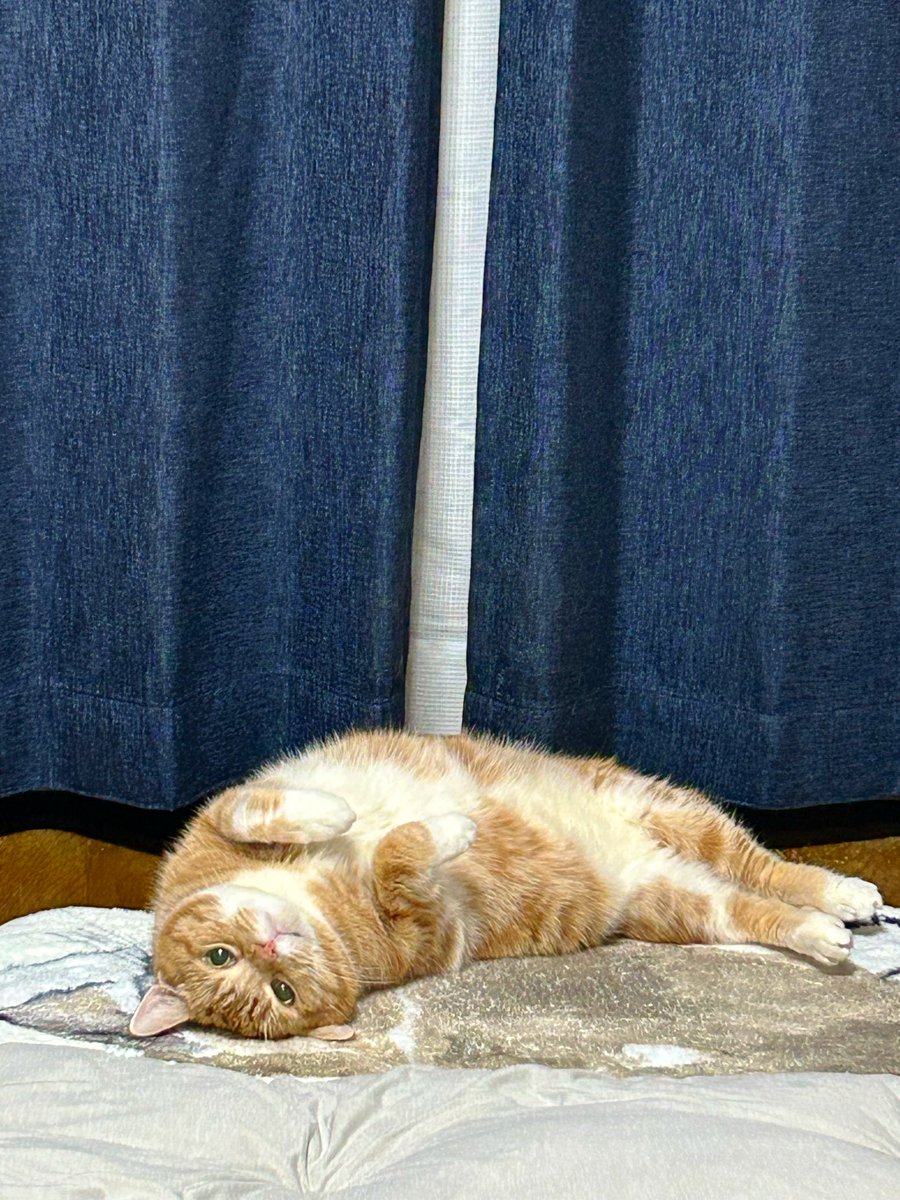 あきらこさん専用 あきらこさん専用 あきらこさん専用 あきらさん専用 あきらさん専用