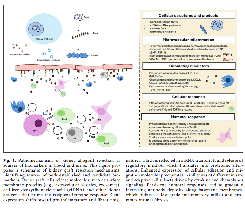 Nephrology | Karger tweet media