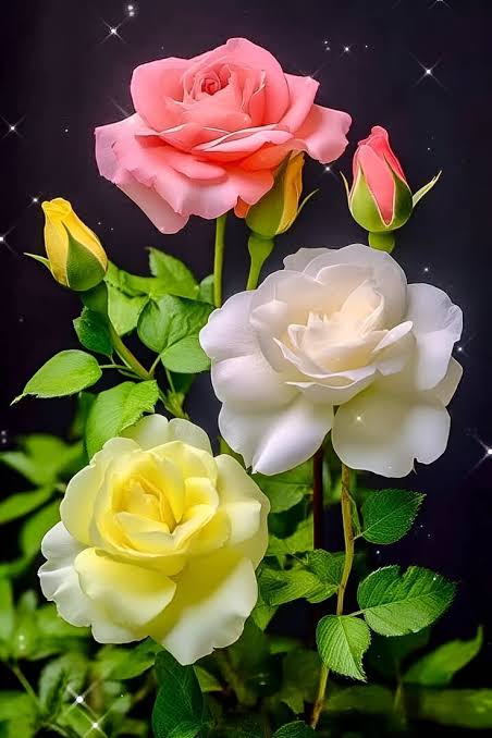 Dr. S. R. Garg ( 💯 % follow back) tweet media