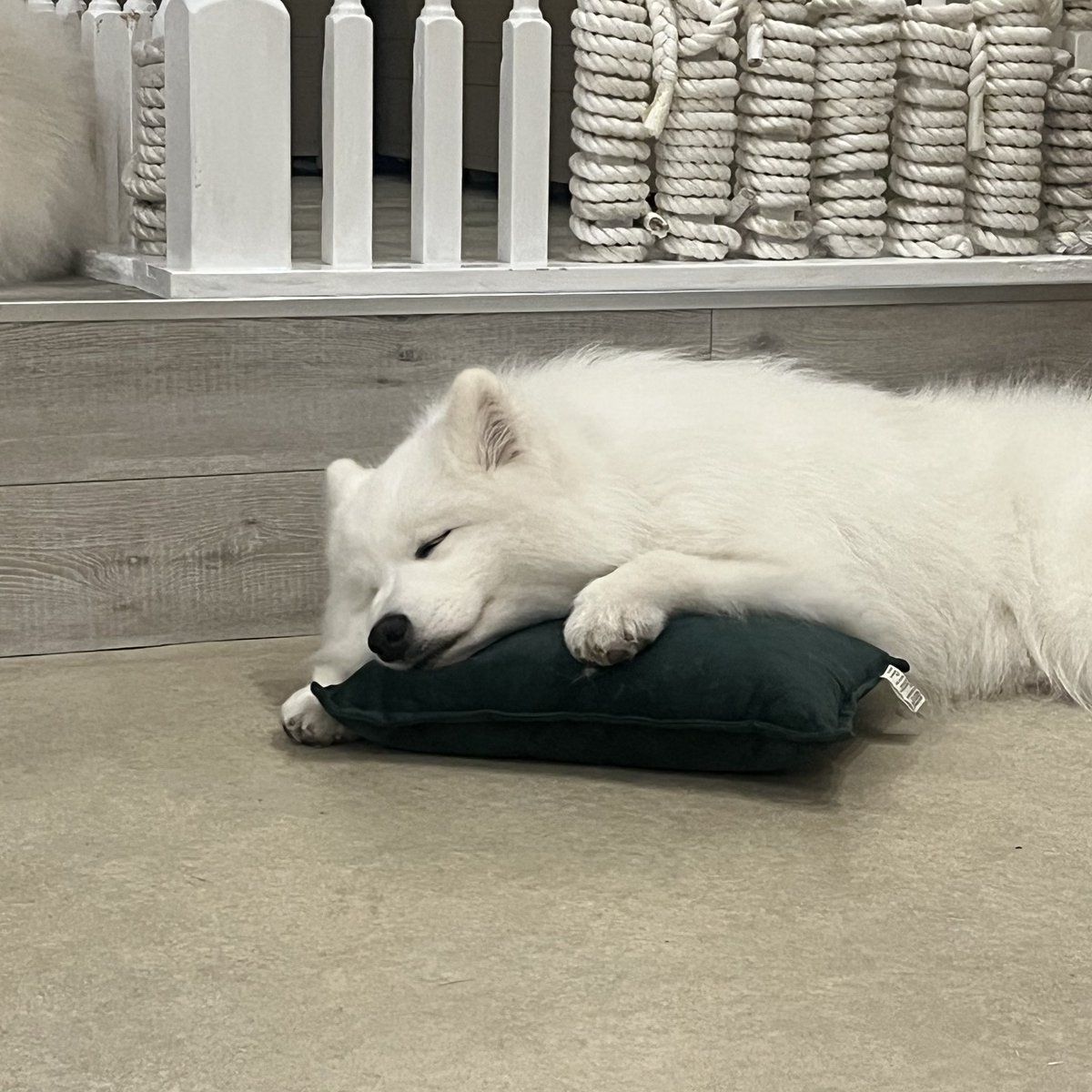 仮眠成功！

23~6時　珍呑で☺️