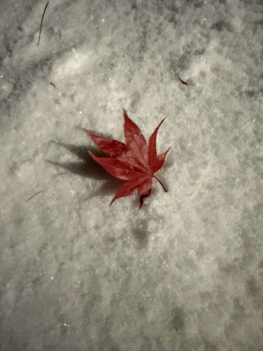 불꿈(Dreaming FI) tweet media