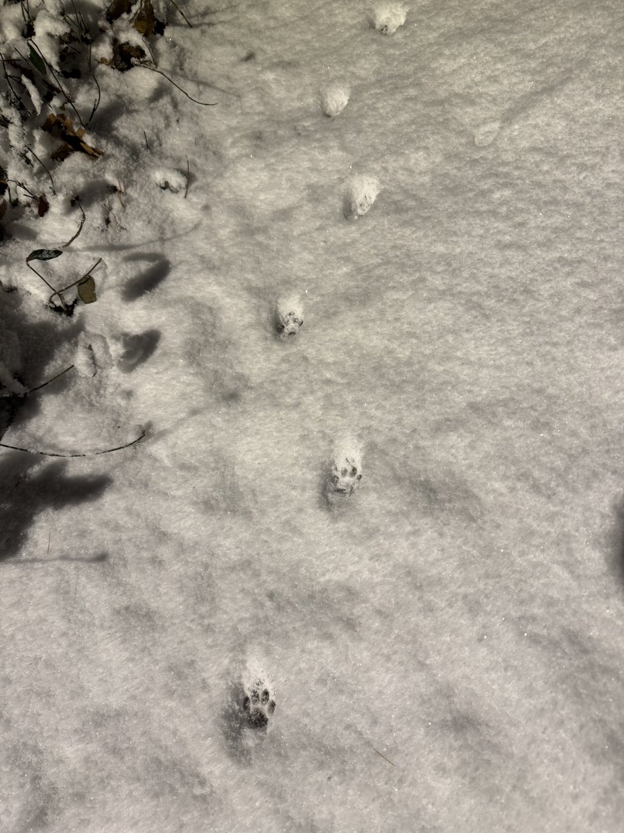 불꿈(Dreaming FI) tweet media