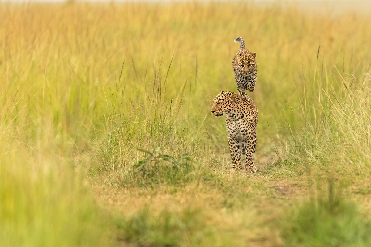 Leopard Diaries: Mama &amp; Baby
Luluka showed me what motherhood looks like in the wild, caring for little Jilime with such grace and strength. I’ve watched Jilime grow, step by step… moment by moment. A few precious moments from my Luluka &amp; Jilime diary.
#LulukaandJilime