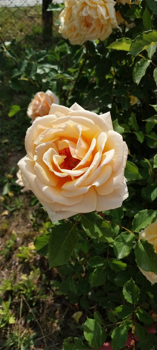 Doğan KAYABEKİR (@dogankayabekir) on Twitter photo 