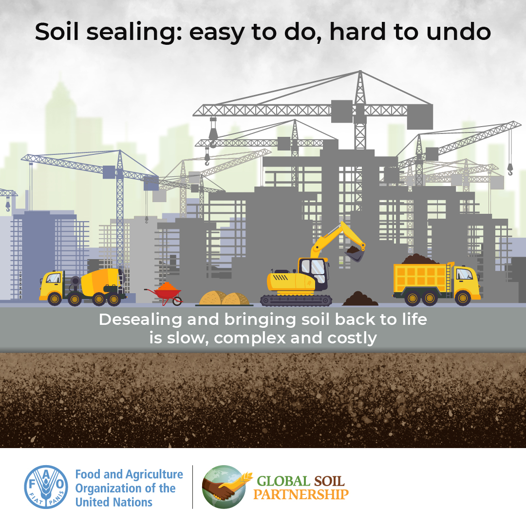 Happy World Soil Day! This year, we celebrate the importance of healthy soils for healthy cities, highlighting the role that soils play in making our cities healthier and more resilient. Once we pave over our soils, it’s a slow, complex, and costly process to get this critical