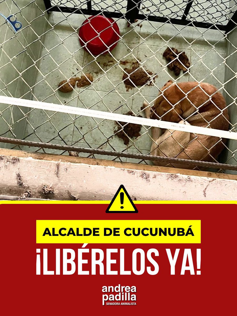 andreanimalidad's tweet photo. ‼️ LIBÉRENLOS YA‼️

🫵🤬Alcalde Mario Alexander Bello #Cucunuba ¿con qué derecho encarcelan a perritos comunitarios? ¿Qué daño o mal hacen estas criaturas indefensas? Su deber legal y ético es esterilizarlos, vacunarlos y asegurarse de que tengan bienestar y seguridad, ya sea libres o en un hogar. 

🤬 ¡Por dios! ¿Quién elige a estos alcaldes? ¿Quién confía en personas desalmadas para gobernar? ¿Qué se creen estos tipos? Nada más peligroso que una persona mala con un poquito de poder. 

🚩 Señores @ipybac @PGN_COL llamen al orden a este alcalde: ni el municipio ni los animales son su propiedad. Su obligación es garantizar la vida de todos los habitantes de Cucunuba, incluida la de los animales‼️