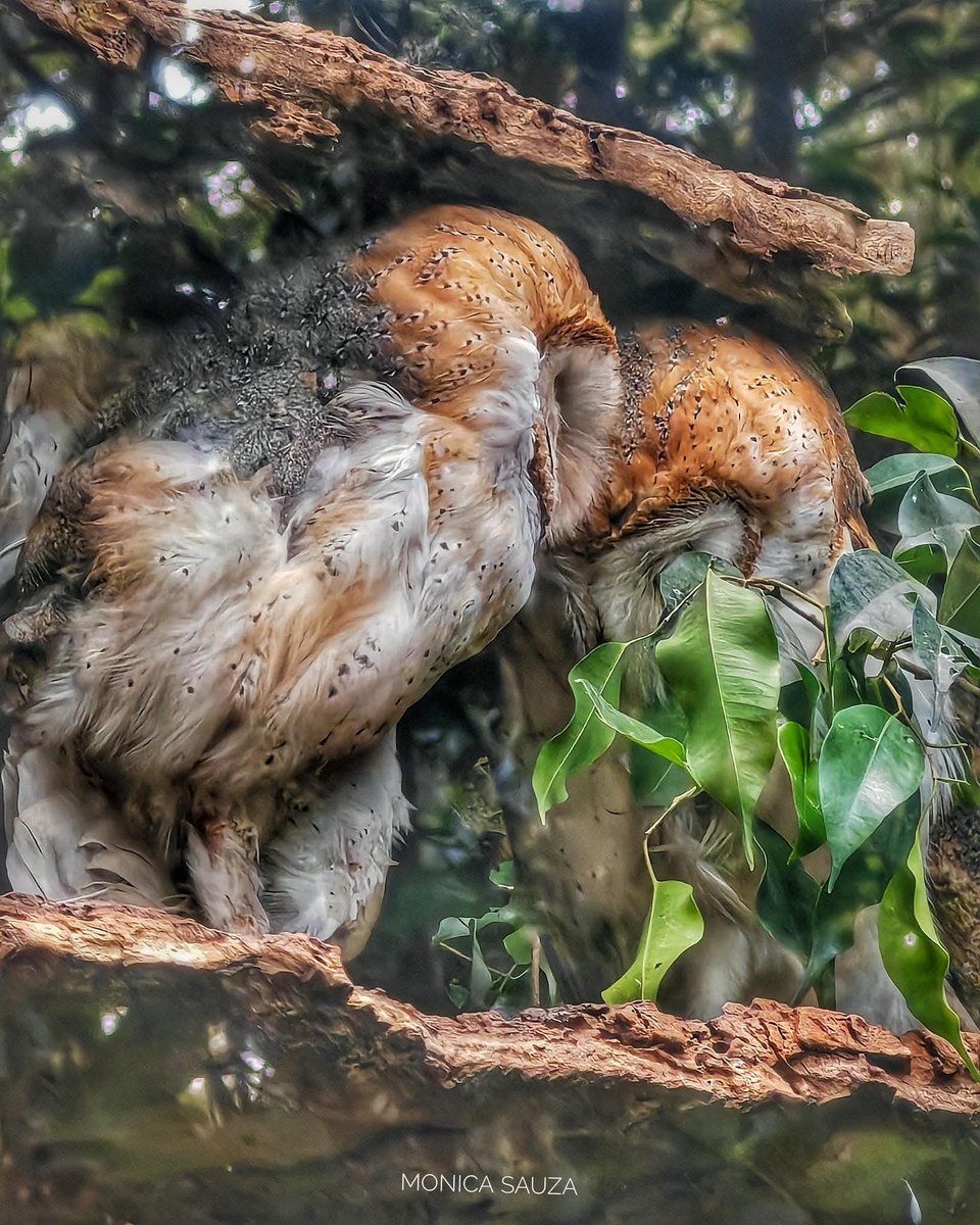 mosave_87's tweet image. Puede que el paraíso no sea 
sino una sonrisa 
mucho tiempo 
esperada, 
y una boca 
que susurre nuestro 
nombre.
Jaroslav Seifert 

📷 IG: monicasauza

#cdmx #zoologicodechapultepec