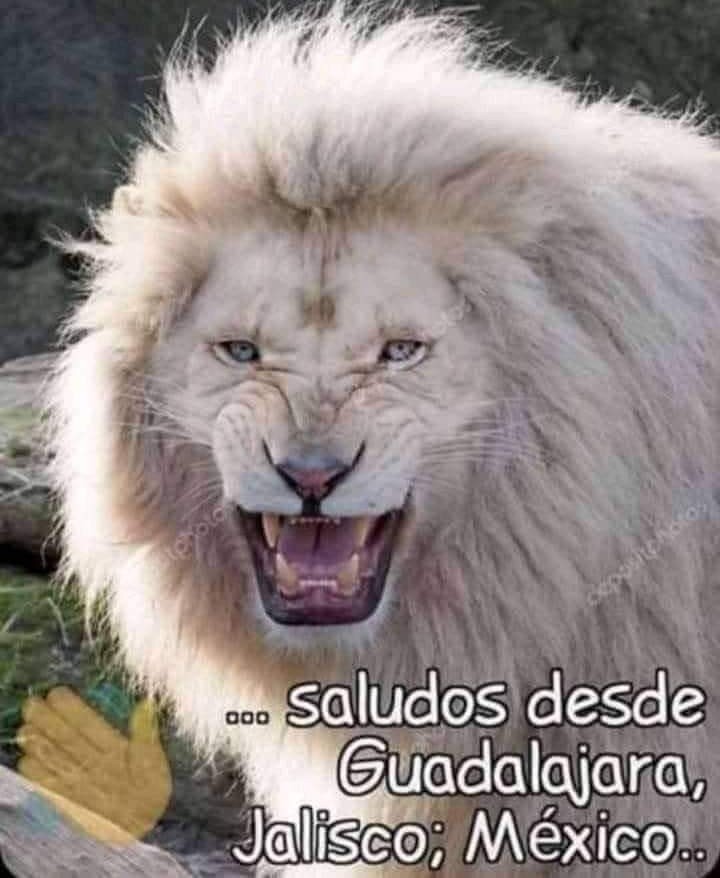 Kaškad🌲🍄 tweet media