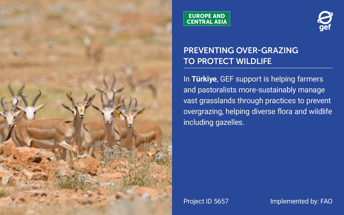 theGEF's tweet image. In Türkiye, a GEF-funded, @IFAD-led project is protecting vast steppe ecosystems by working with farmers and pastoralists to prevent overgrazing. Healthy steppes mean thriving wildlife — including the gazelle — and stronger livelihoods.🦌🌍

🔗wrld.bg/sghj50XfFfM

#ForNature