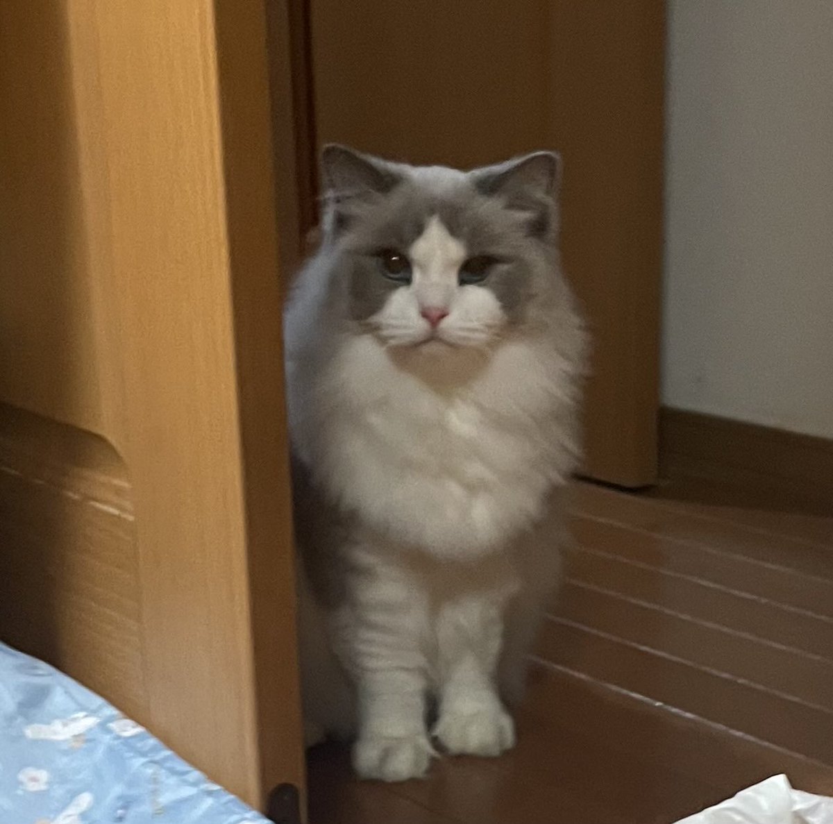 胸毛がかわいい〜😍