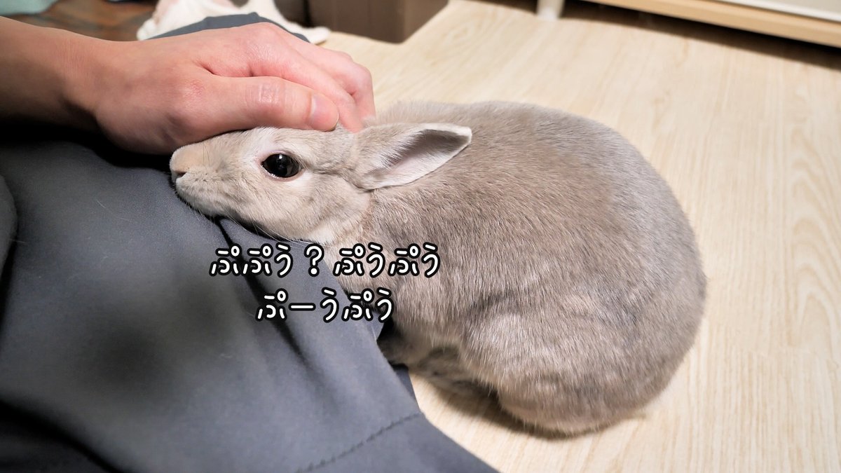 コガラナ天パのうさハムch (@kogaranatenpa_y) / Posts / X