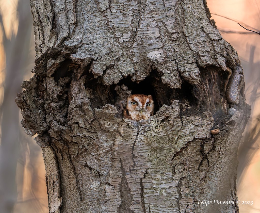 Fpimentel1954's tweet image. Screech owl (Megascops).  I found out that (apparently) the same owl is still living inside the same cavity where I saw it in 2023.#Owl #WildlifePhotography #birdcpp #nikonphotography #birdphotography #birdwatching