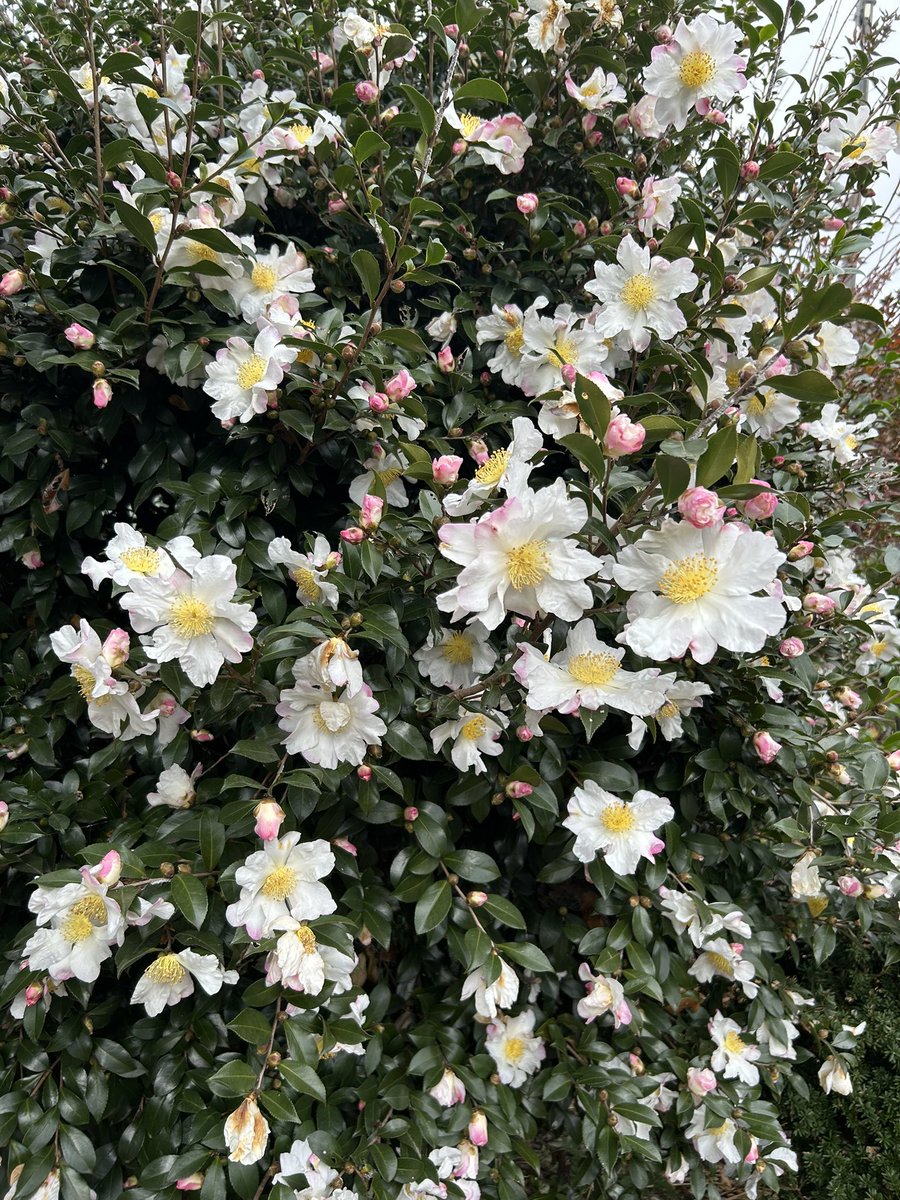 早いもので、もう12月ですね。
庭花の山茶花が綺麗に咲き始め、
急に冷え込んで来ました。
毎日忙しくしている方、体調には気をつけましょう。
明日も良い一日になりますように🙏😌