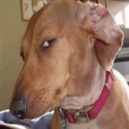 TaroThePumpkinKing🎃❤️‍🔥🤘🇰🇷 tweet media