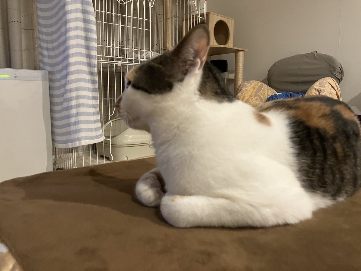 三毛猫の大先輩、村山由佳さんのもみじさんを姿勢を正して見るアチキ。今もお空で先生のこと見守ってるんだろうな