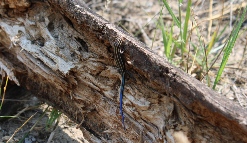 Point Pelee National Park, Parks Canada tweet media