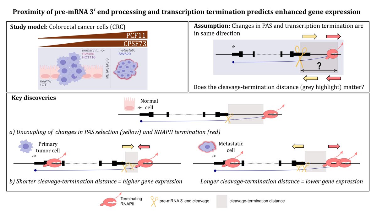 Deepshika Pulimamidi tweet media