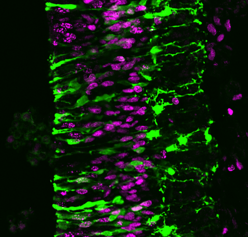 Centro de Biología Molecular Severo Ochoa tweet media