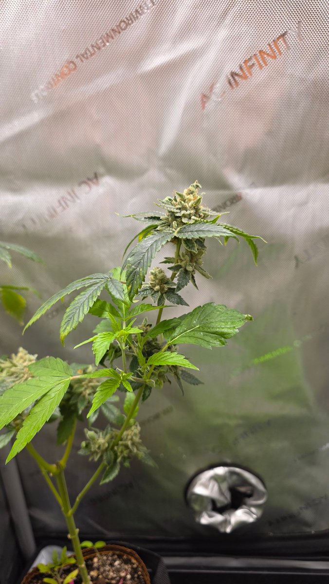 SaskGrown's tweet photo. Chem 91 x holy bananas reveg https://t.co/NP9oETuhFS