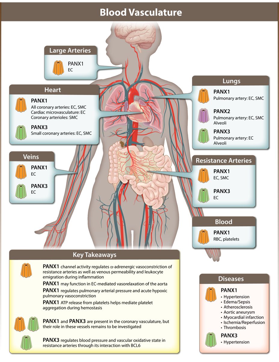Brooke O’Donnell tweet media