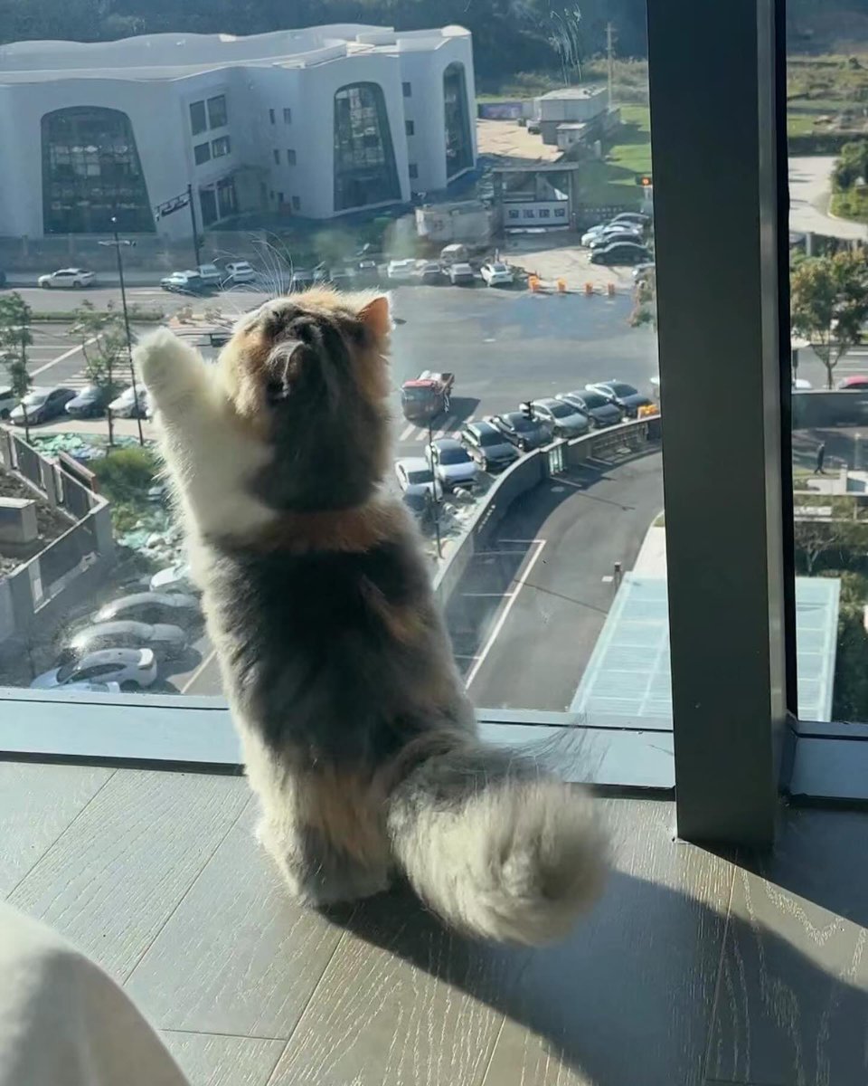 small kittens are cute (@smallcutekitten) on Twitter photo 