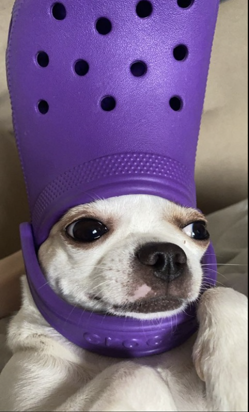 DogeOS's tweet image. me when they say memes have no utility.