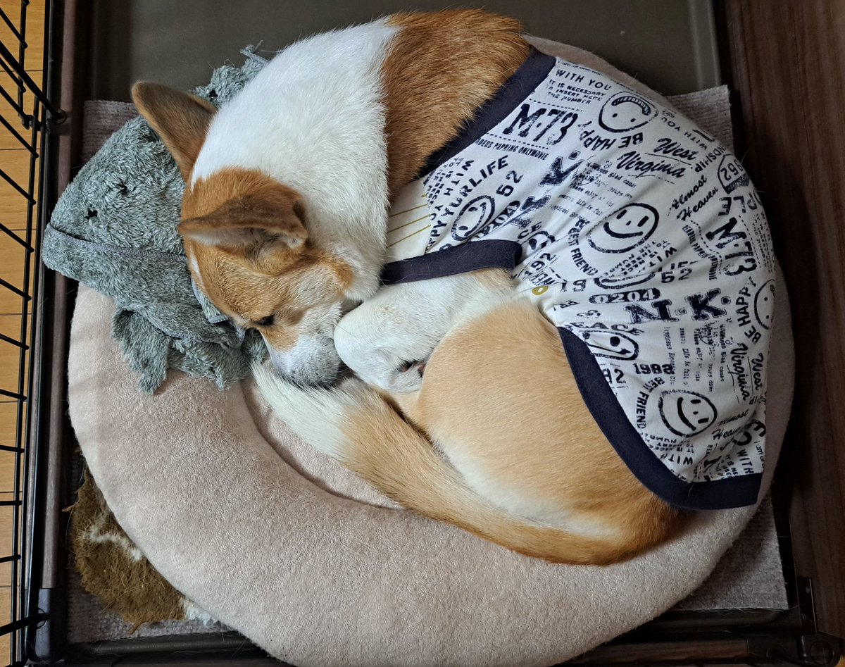 おやすみなさい～💤 またね✋🐾