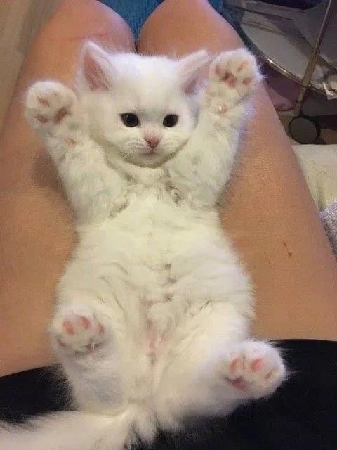small kittens are cute (@smallcutekitten) on Twitter photo 