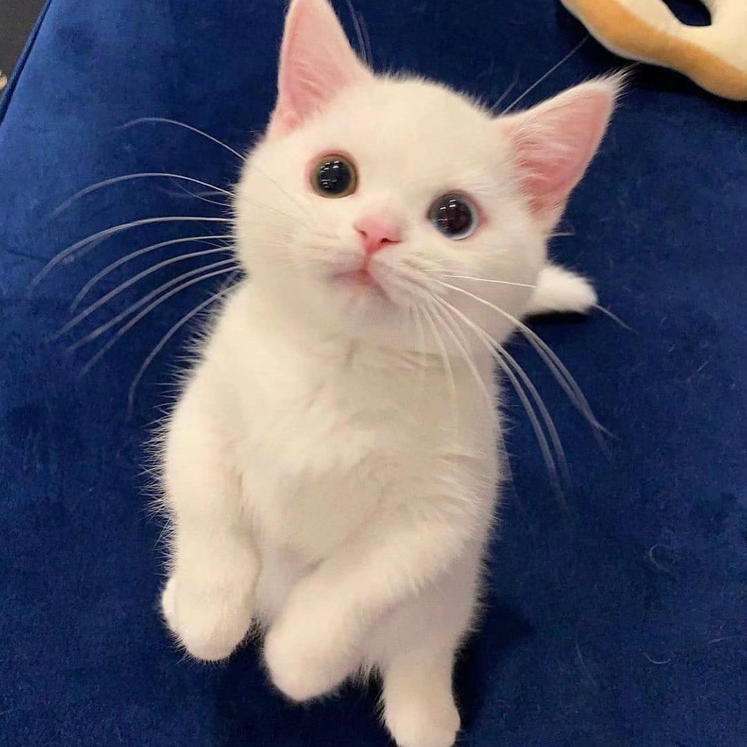 smallcutekitten's tweet photo. https://t.co/WUPA64nIk0