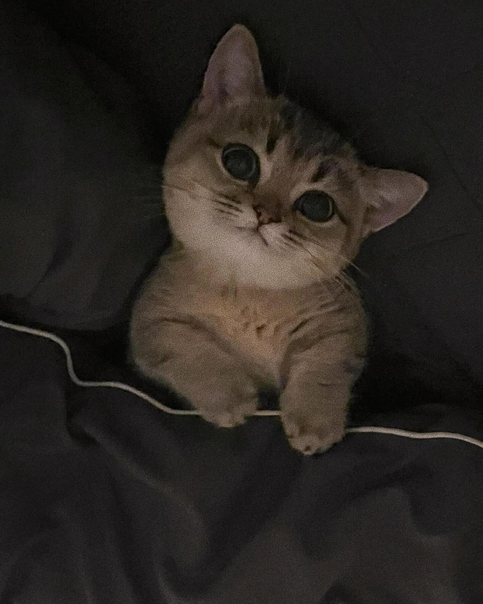 smallcutekitten's tweet photo. https://t.co/pZEa9vLT3U