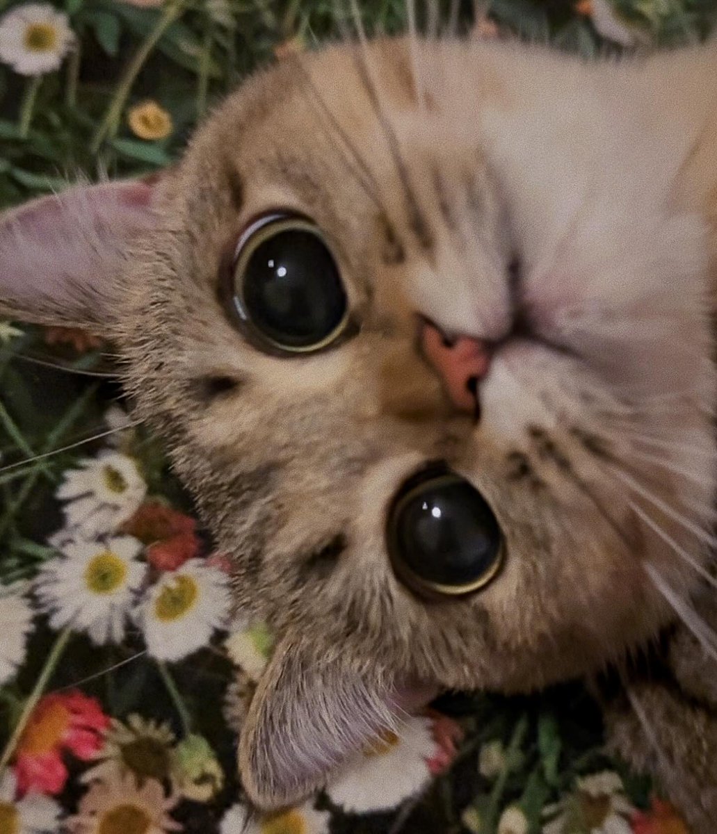 small kittens are cute tweet media