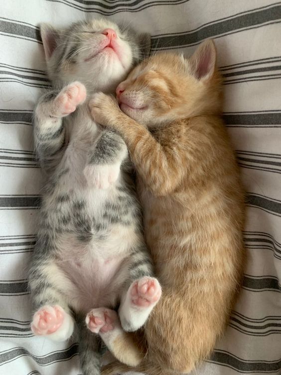 small kittens are cute tweet media