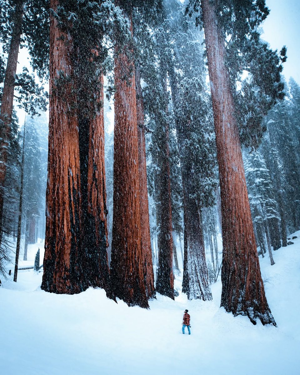 visualsofearth1's tweet photo. Sequoia National Park during a winter snowstorm https://t.co/o0aZVpPUvX