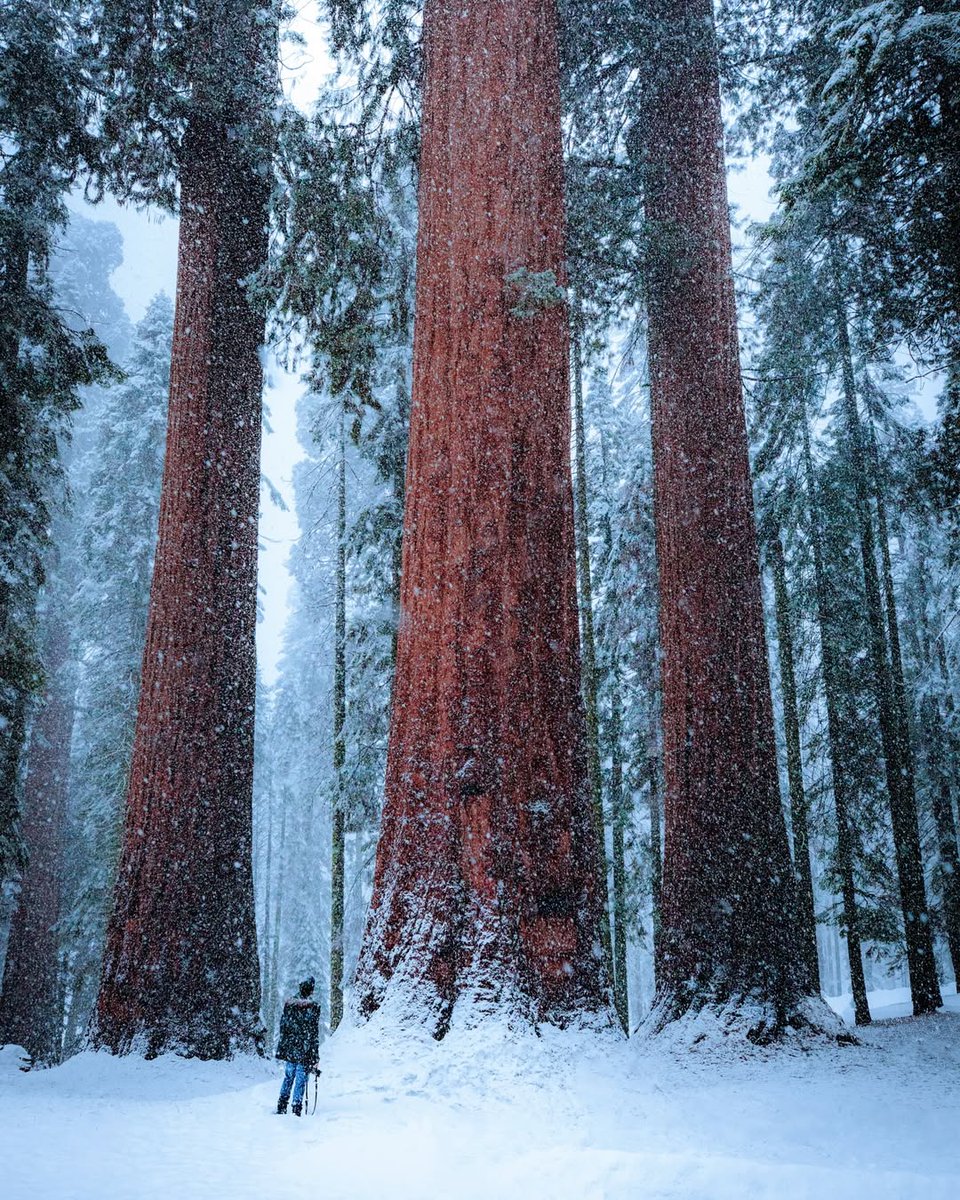 visualsofearth1's tweet photo. Sequoia National Park during a winter snowstorm https://t.co/o0aZVpPUvX