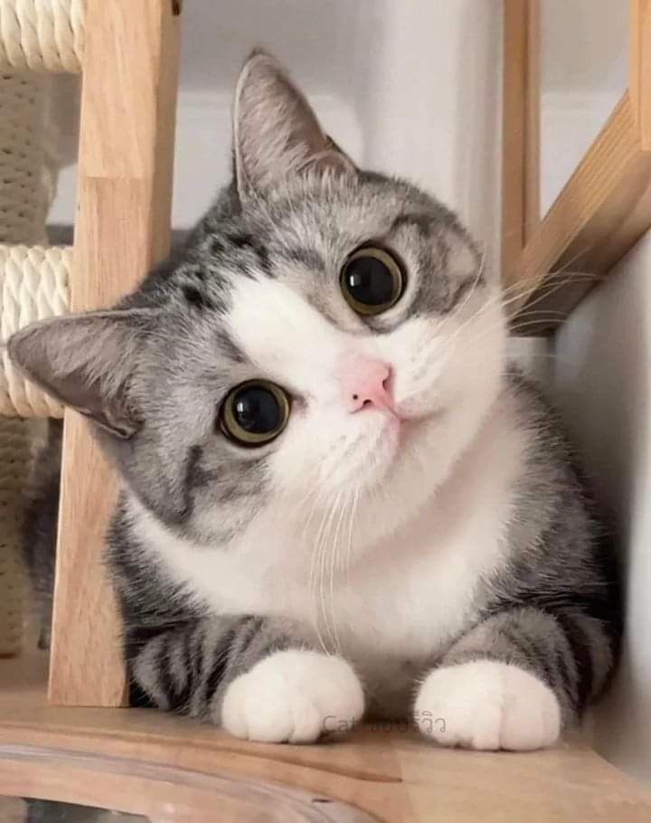 smallcutekitten's tweet photo. https://t.co/2kyrFEBkTf