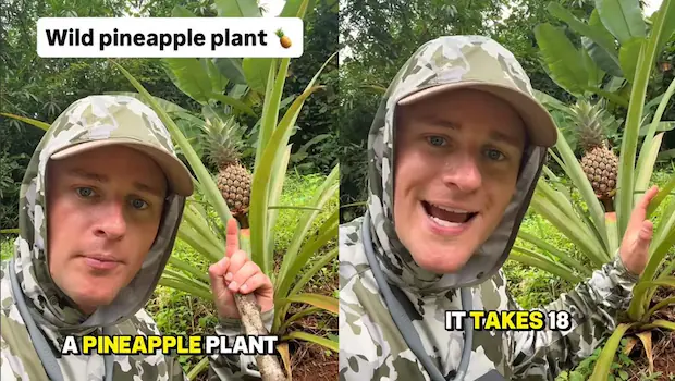 NDTVFood's tweet image. Viral Video: Vlogger Reveals How Long It Takes For A Pineapple To Grow
food.ndtv.com/news/vlogger-r…
#pineapple #vlogger #viral