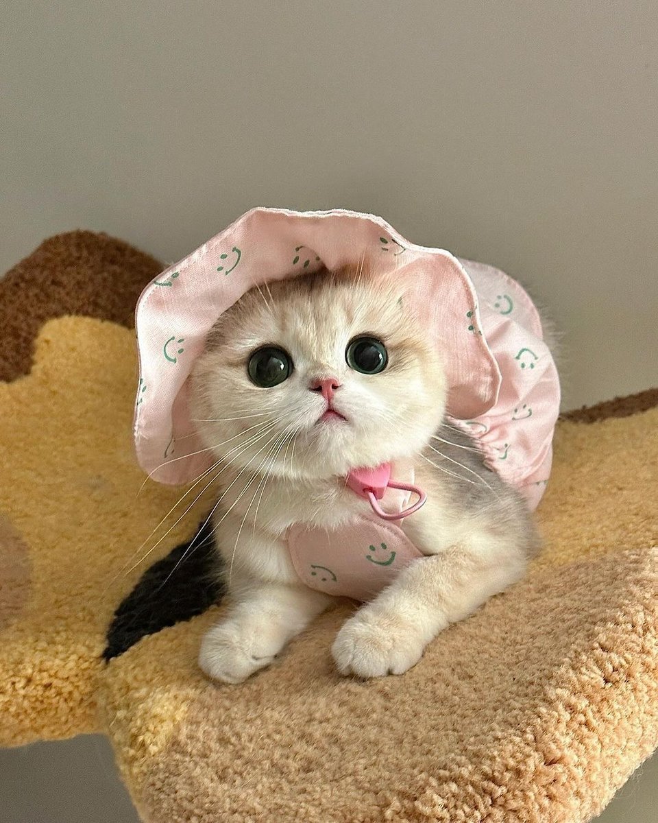 small kittens are cute tweet media