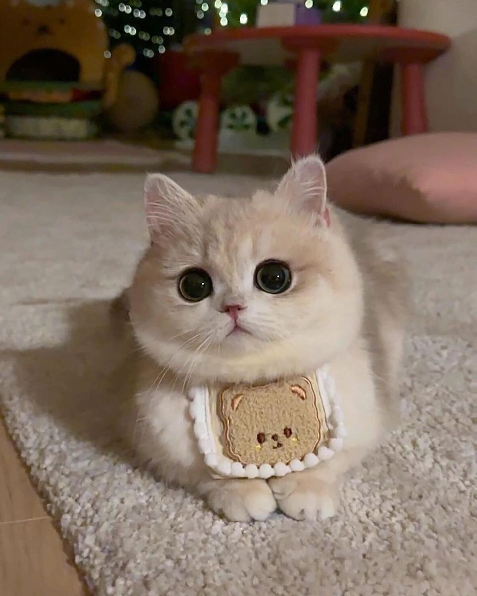 small kittens are cute tweet media