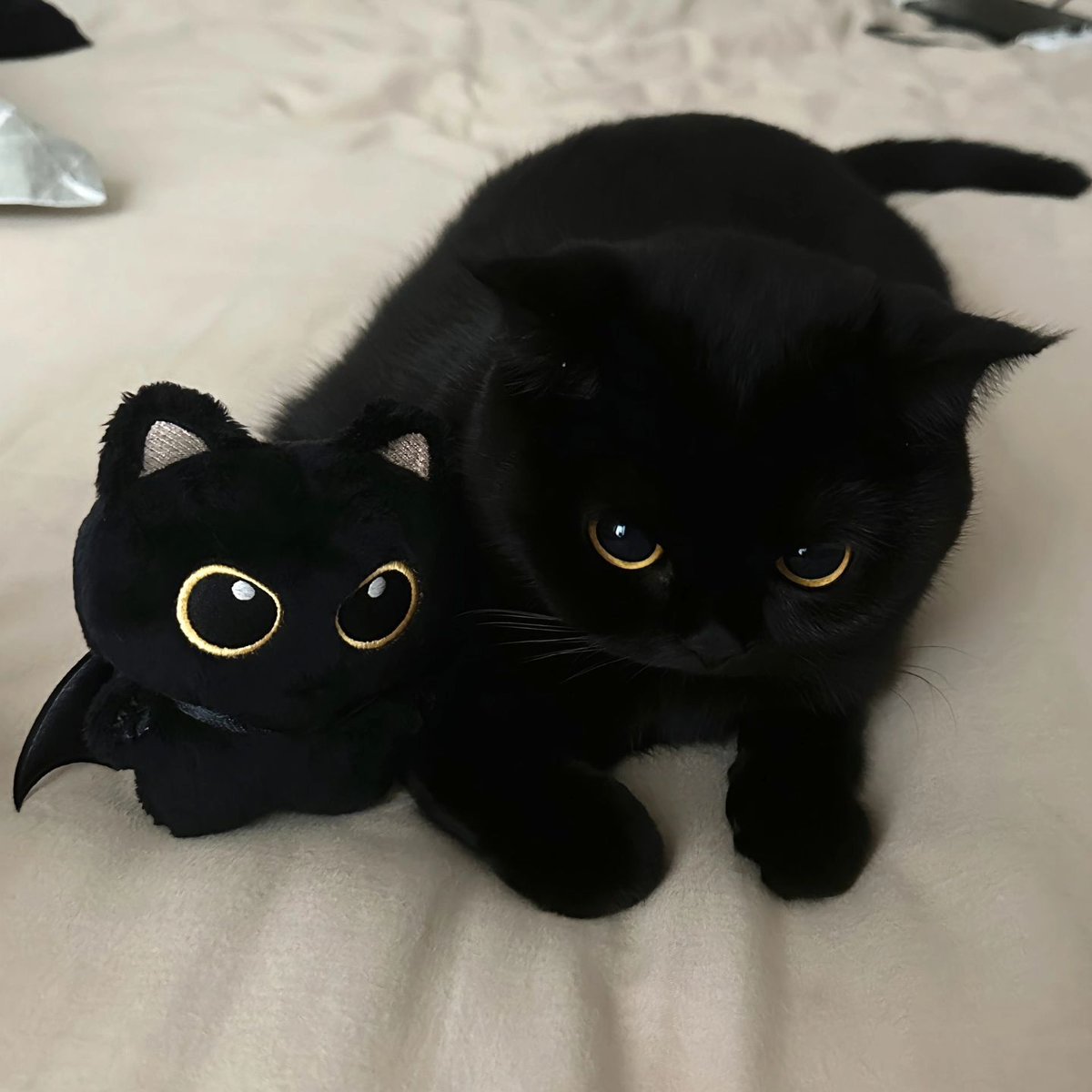 small kittens are cute tweet media