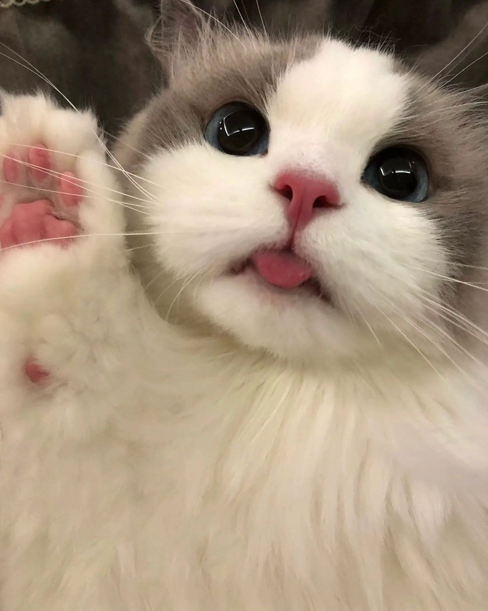 small kittens are cute tweet media