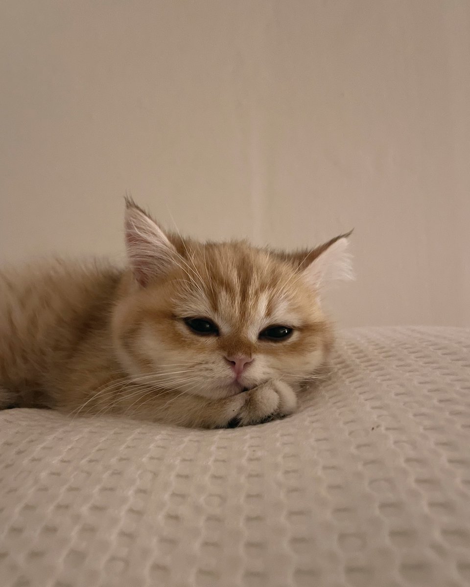 small kittens are cute tweet media