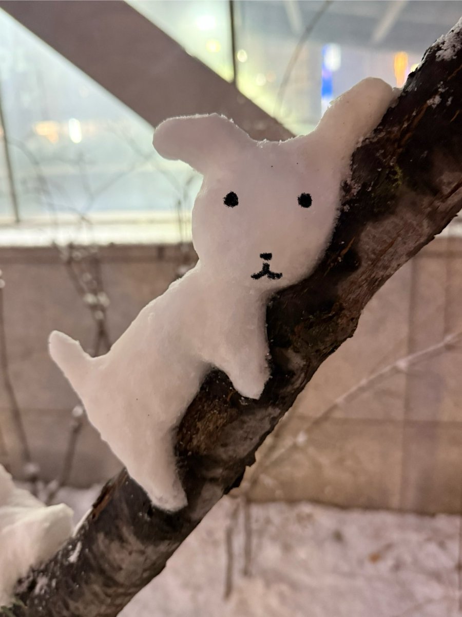 제 가나디 눈사람도 봐주실 수 있으까요..
귀가 조금 길지만. . 😁